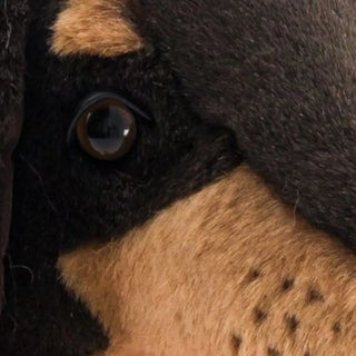 Dachshund Eugène