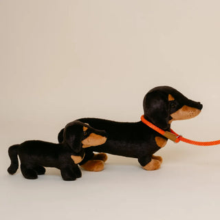 Dachshund Eugène