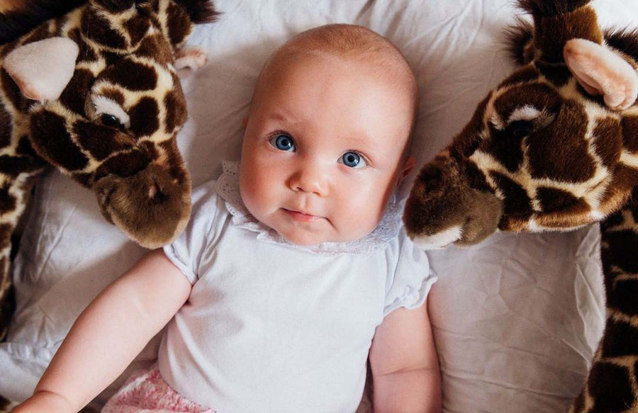 A plush toy for life