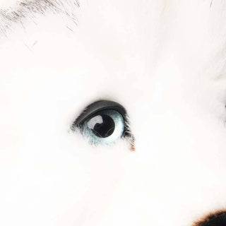 Husky Léonard