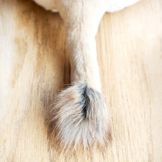 Détail d'une queue de lion, luxe, boutique France, La Pelucherie